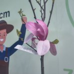 Magnólia soulangeova (Magnolia Soulangena) ´GALAXY´ - výška 220-230 cm, kont. C10L (-20°C) - NA KMIENKU